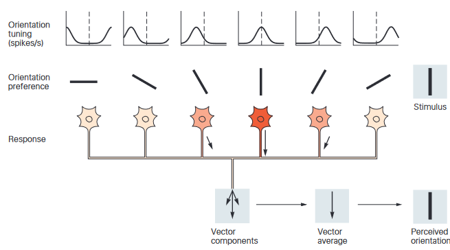visual_population_coding.png